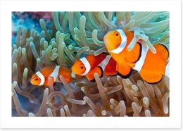 Clownfish in the coral Art Print 41452622