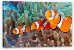 Clownfish in the coral Stretched Canvas 41452622