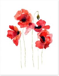 Poppies stripped bare