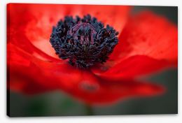 Red poppy Stretched Canvas 41756866