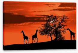 Savanna giraffe sunset Stretched Canvas 41910299