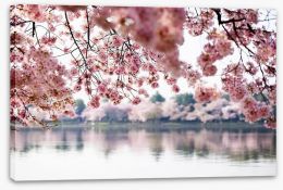 Cherry blossoms on the lake Stretched Canvas 41977013