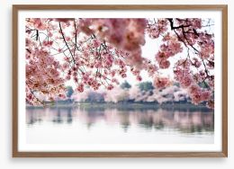 Cherry blossoms on the lake Framed Art Print 41977013