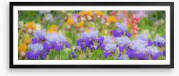Bearded iris bloom Framed Art Print 420624452