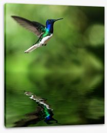 Tropical hummingbird Stretched Canvas 42169865