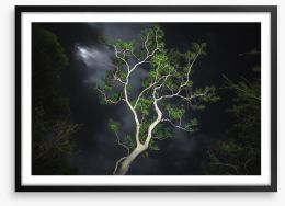 Gum tree moonlight Framed Art Print 422991238