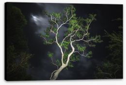 Trees Stretched Canvas 422991238