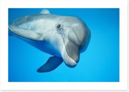 Hello dolphin Art Print 42395691