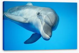 Hello dolphin Stretched Canvas 42395691