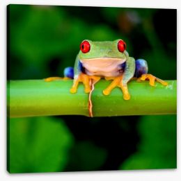 Reptiles / Amphibian Stretched Canvas 42467641