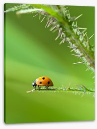 Insects Stretched Canvas 42620422