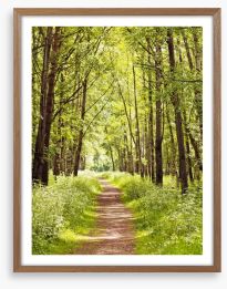 Sunny forest path Framed Art Print 42683086