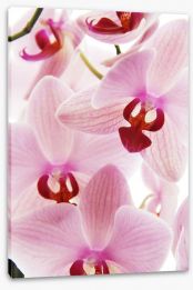 Flowers Stretched Canvas 42699785
