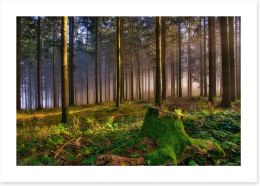 Forests Art Print 427894971