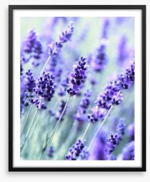 The scent of summer Framed Art Print 42795025