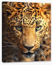 Leopard approach Stretched Canvas 42852431