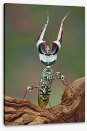 Insects Stretched Canvas 42858247