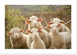 Inquisitive lambs Art Print 42956760