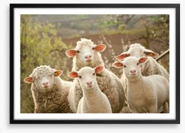 Inquisitive lambs Framed Art Print 42956760