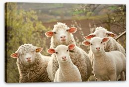 Inquisitive lambs Stretched Canvas 42956760