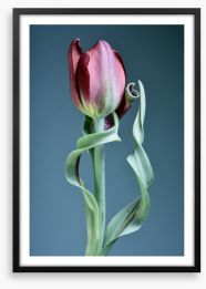 Tulip twist Framed Art Print 430733229