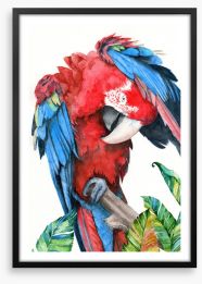 Preening parrot Framed Art Print 430816875