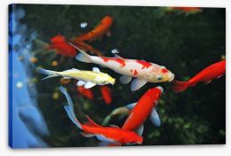Koi swimming Stretched Canvas 43148765