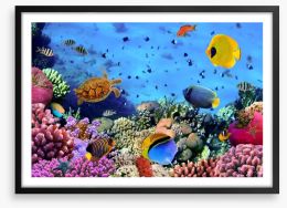 Fish / Aquatic Framed Art Print 43622067