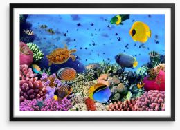 Coral life Framed Art Print 43735584