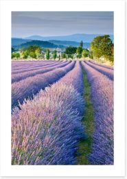 Lavender field in Provence Art Print 43805846