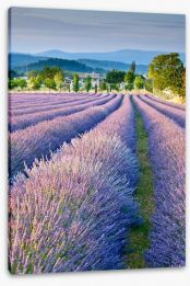 Lavender field in Provence Stretched Canvas 43805846
