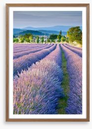 Lavender field in Provence Framed Art Print 43805846