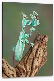 Insects Stretched Canvas 43811736