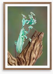 Turquoise mantis Framed Art Print 43811736