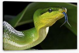 Reptiles / Amphibian Stretched Canvas 44340675