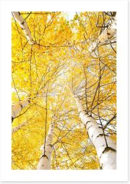 Yellow birch canopy Art Print 44618014