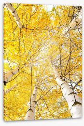 Yellow birch canopy Stretched Canvas 44618014