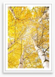 Yellow birch canopy Framed Art Print 44618014