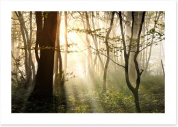 Sunlight shadows in the forest Art Print 44638126