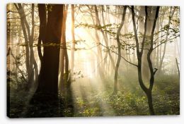 Sunlight shadows in the forest Stretched Canvas 44638126