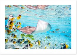 Fish / Aquatic Art Print 44671453