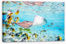 Fish / Aquatic Stretched Canvas 44671453