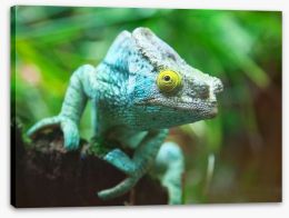 Reptiles / Amphibian Stretched Canvas 44754927