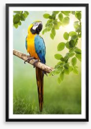 Amazon Macaw Framed Art Print 44789481