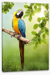 Amazon Macaw Stretched Canvas 44789481
