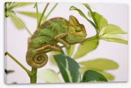 Reptiles / Amphibian Stretched Canvas 45313965