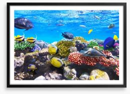 Coral meeting Framed Art Print 45456584