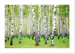 Silver birch grove Art Print 45508746