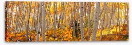 Autumn Stretched Canvas 456959856