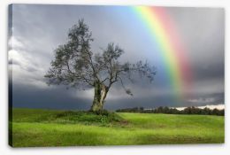 Rainbow over the olive tree Stretched Canvas 45729800
